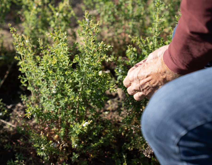 究極の有機栽培「バイオダイナミック農法とは」
