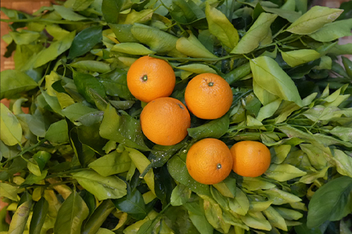 【蒸留blog】瀬戸内海で育つ柑橘「キヨミ」