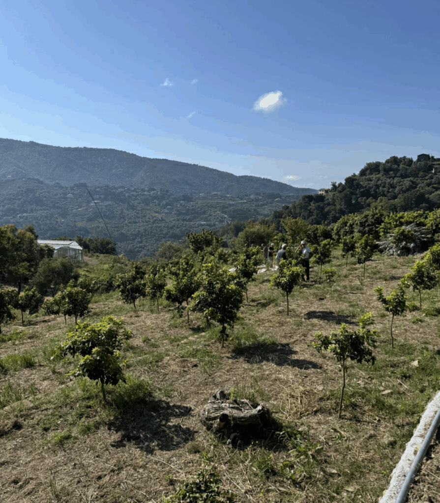 イタリアのネロリ農園