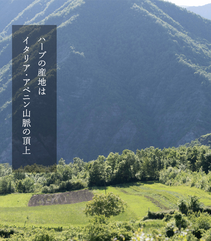 イタリアで育ってているハーブ農園の写真