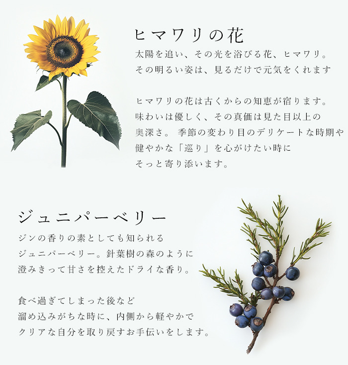 ハーブティ「フラワーパワー」の原材料ヒマワリとジュニパーベリーの説明