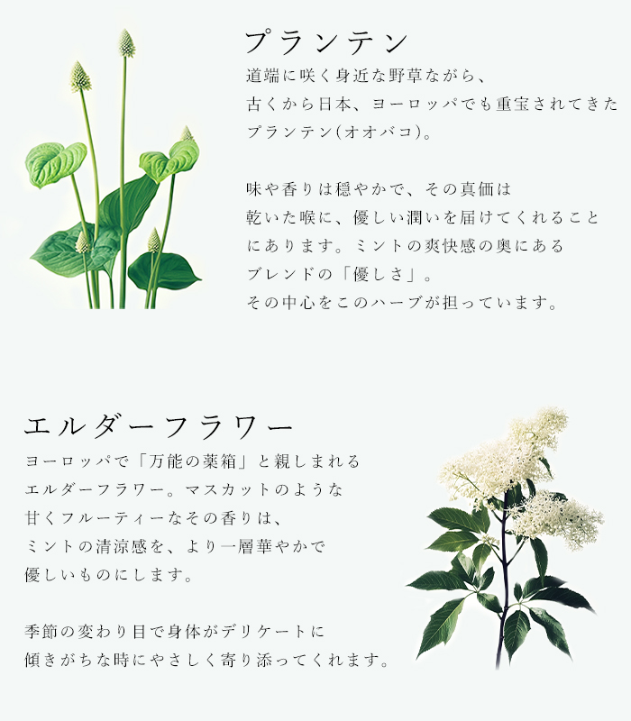 ハーブティ「ハローミント」の原材料プランテンとエルダーフラワーの説明