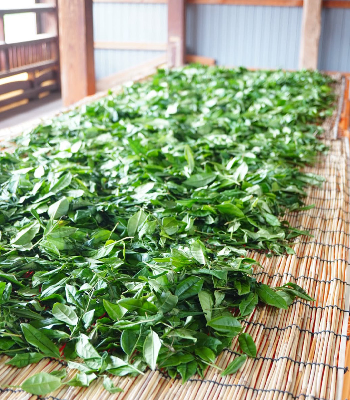広島県産の在来種茶葉を使用したほうじ和紅茶