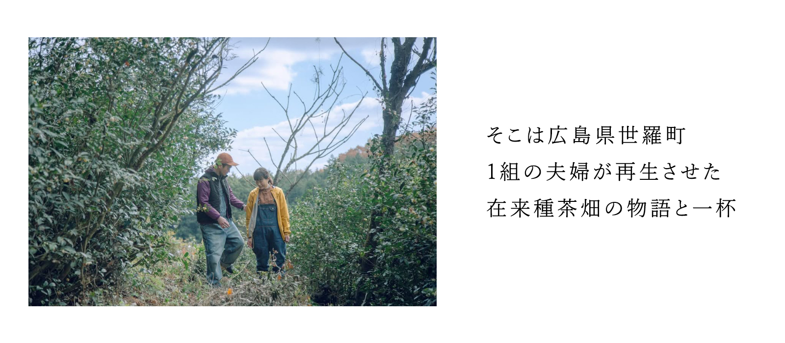 広島県産在来種のほうじ和紅茶