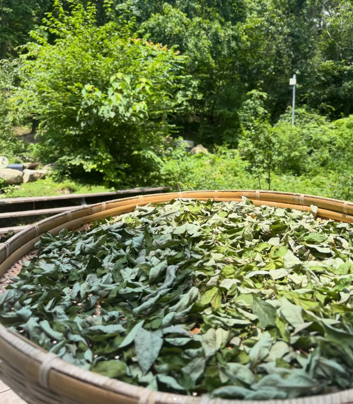 広島県産のクロモジ枝葉茶