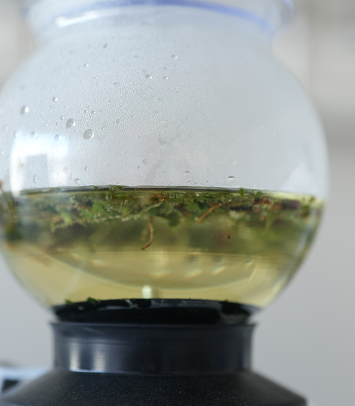 広島県産のクロモジ枝葉茶