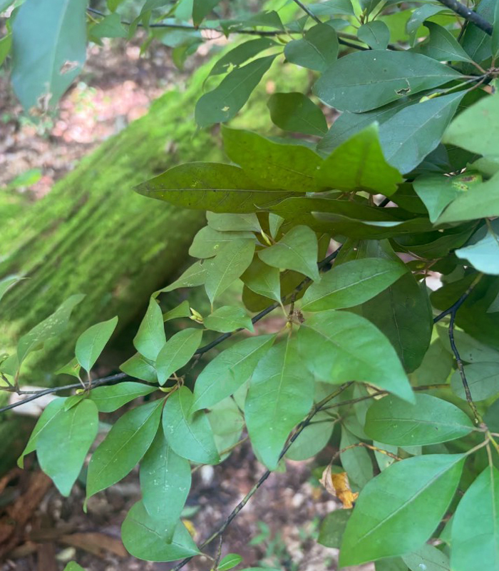 広島県産のクロモジ枝葉茶
